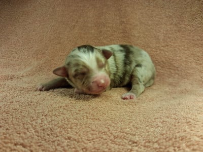 Les chiots de Berger Américain Miniature 
