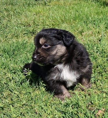 Les chiots de Berger Américain Miniature 