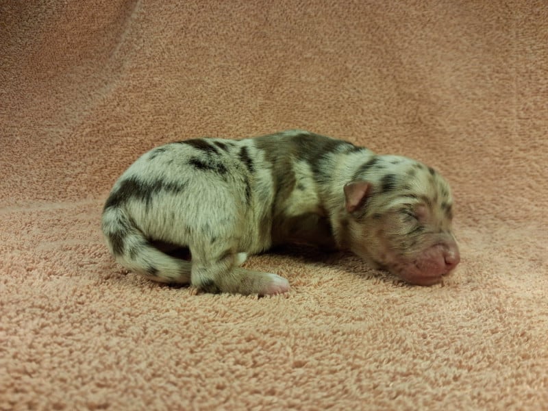 Berger Américain Miniature  - Des Graines De Bam