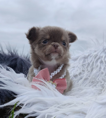 Les chiots de Chihuahua