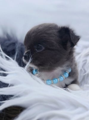 Les chiots de Chihuahua