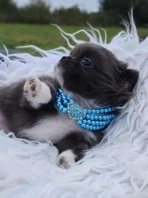 Les chiots de Chihuahua