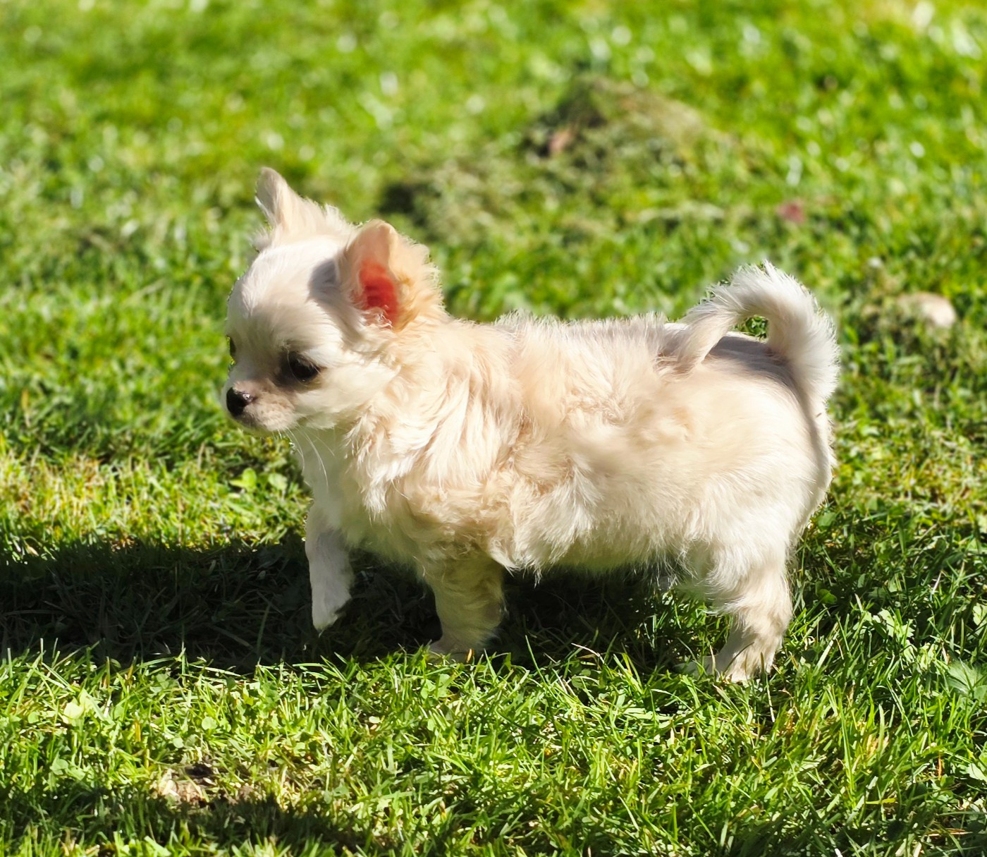 BELLA