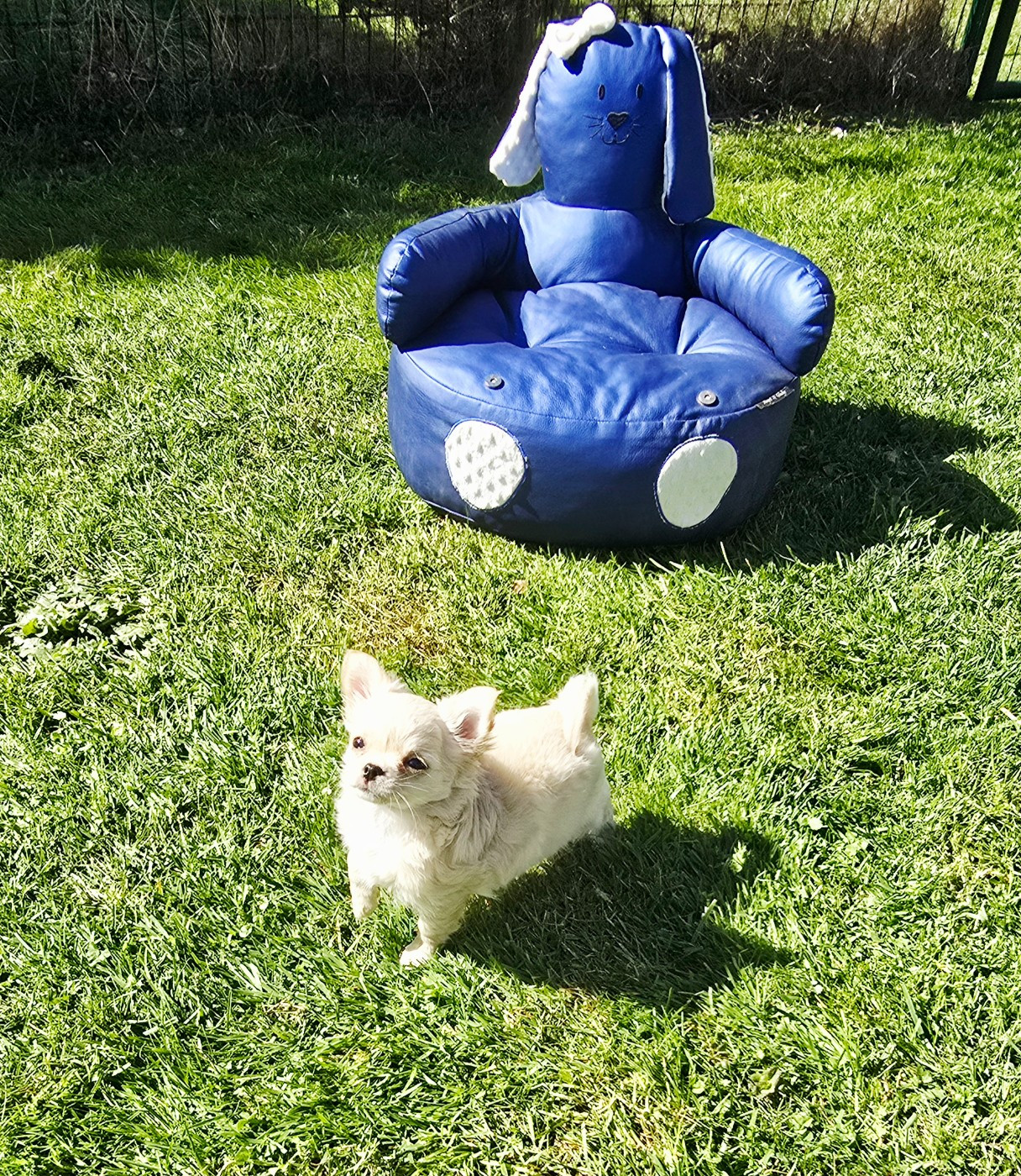 BELLA