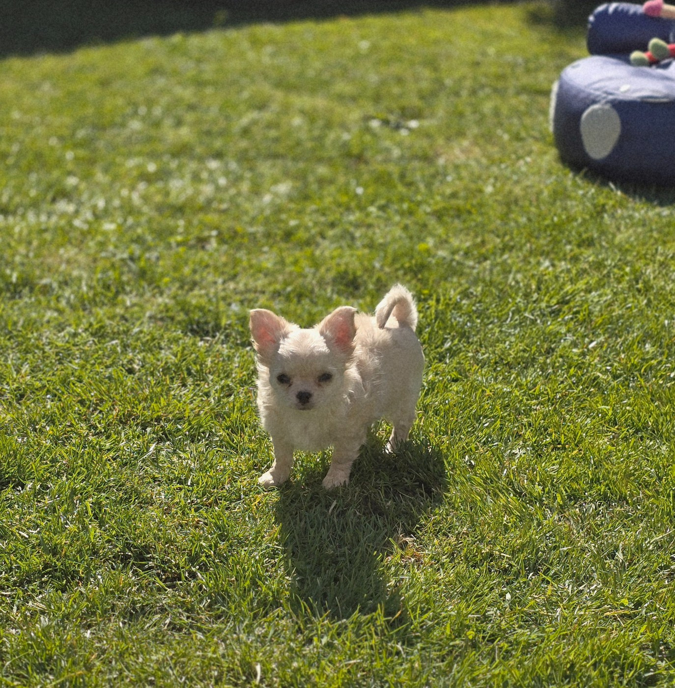 BELLA