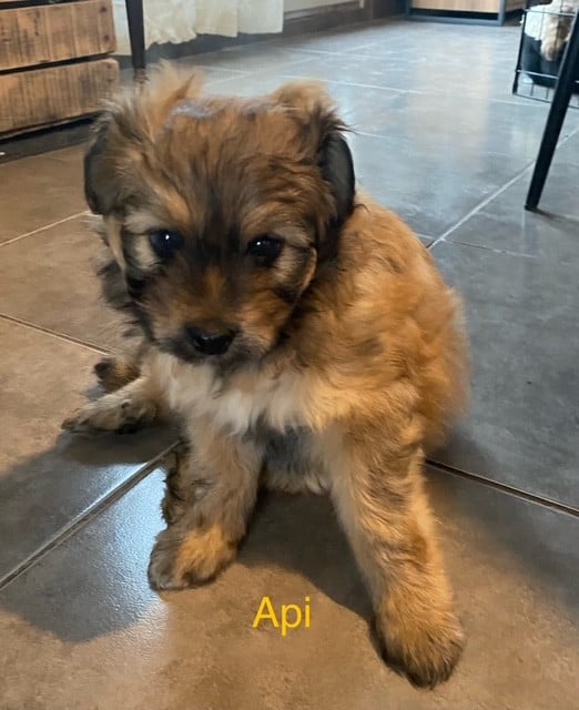 Api