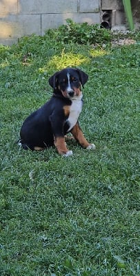 Les chiots de Bouvier de l'Appenzell (appenzellois)