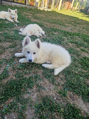 Les chiots de Berger Blanc Suisse