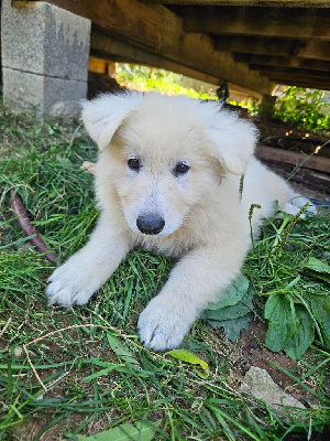 Les chiots de Berger Blanc Suisse