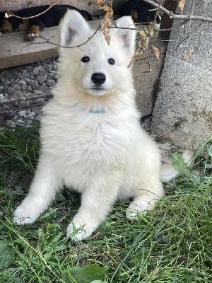 Les chiots de Berger Blanc Suisse