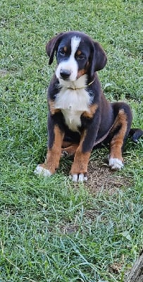 Les chiots de Bouvier de l'Appenzell (appenzellois)