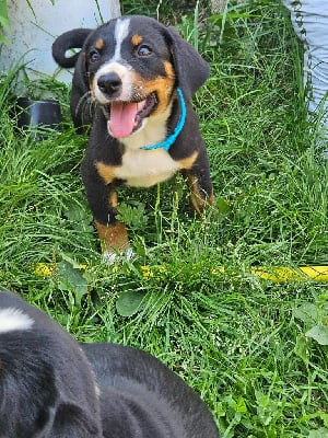 Les chiots de Bouvier de l'Appenzell (appenzellois)