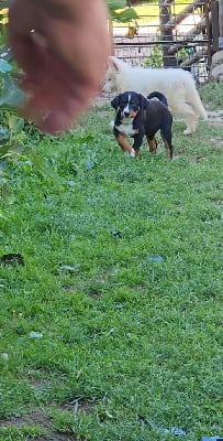 Les chiots de Bouvier de l'Appenzell (appenzellois)