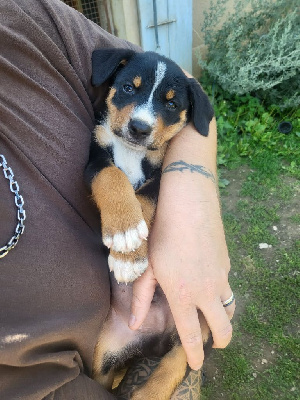Les chiots de Bouvier de l'Appenzell (appenzellois)