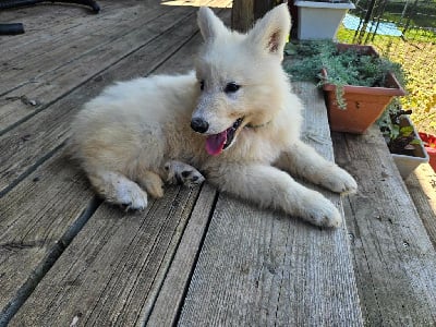 Les chiots de Berger Blanc Suisse