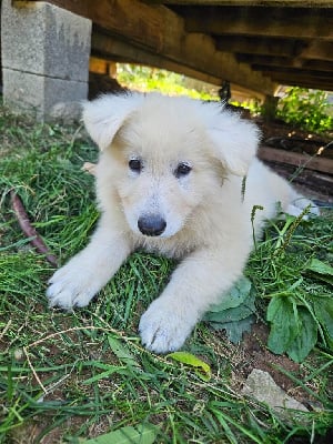 Les chiots de Berger Blanc Suisse