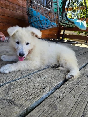 Les chiots de Berger Blanc Suisse