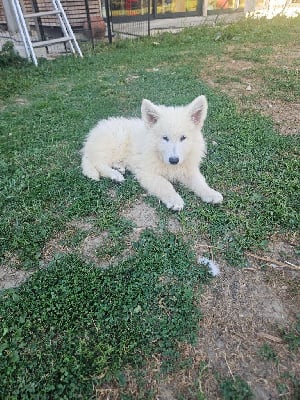 Les chiots de Berger Blanc Suisse