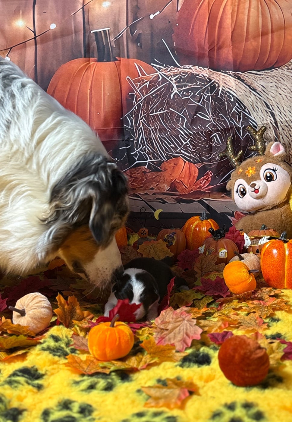 Publication : des Monts Ardéchois Auteur : DAVID LABROUVE