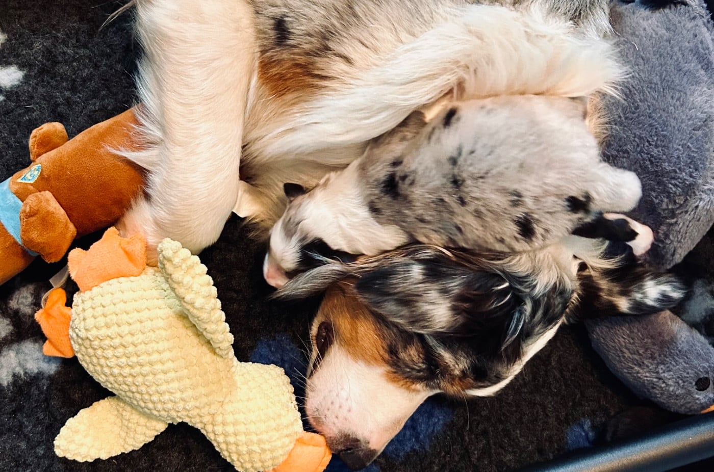 Publication : des Monts Ardéchois Auteur : DAVID LABROUVE