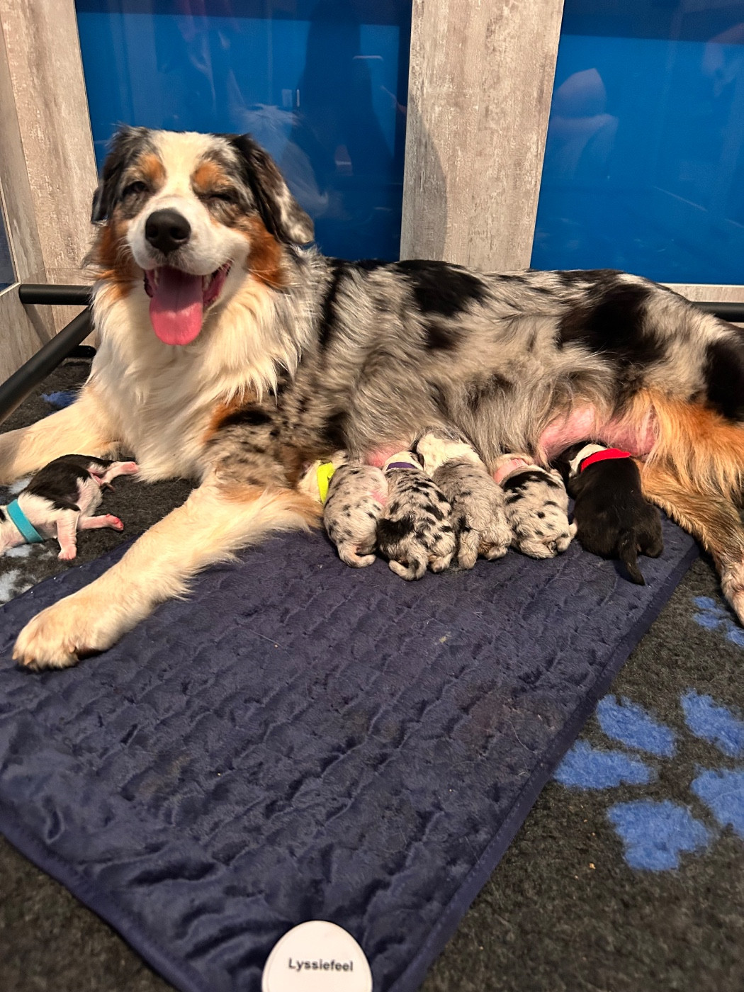 Publication : des Monts Ardéchois Auteur : DAVID LABROUVE