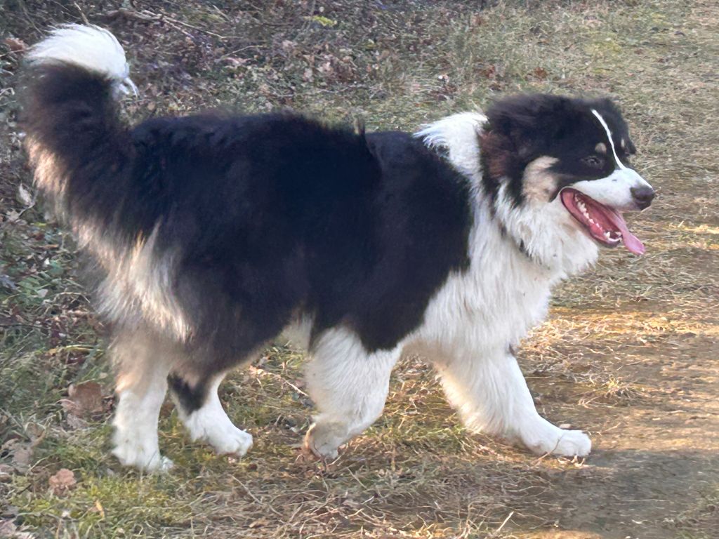 Virginia blacksburg Des Collines d'Iowa