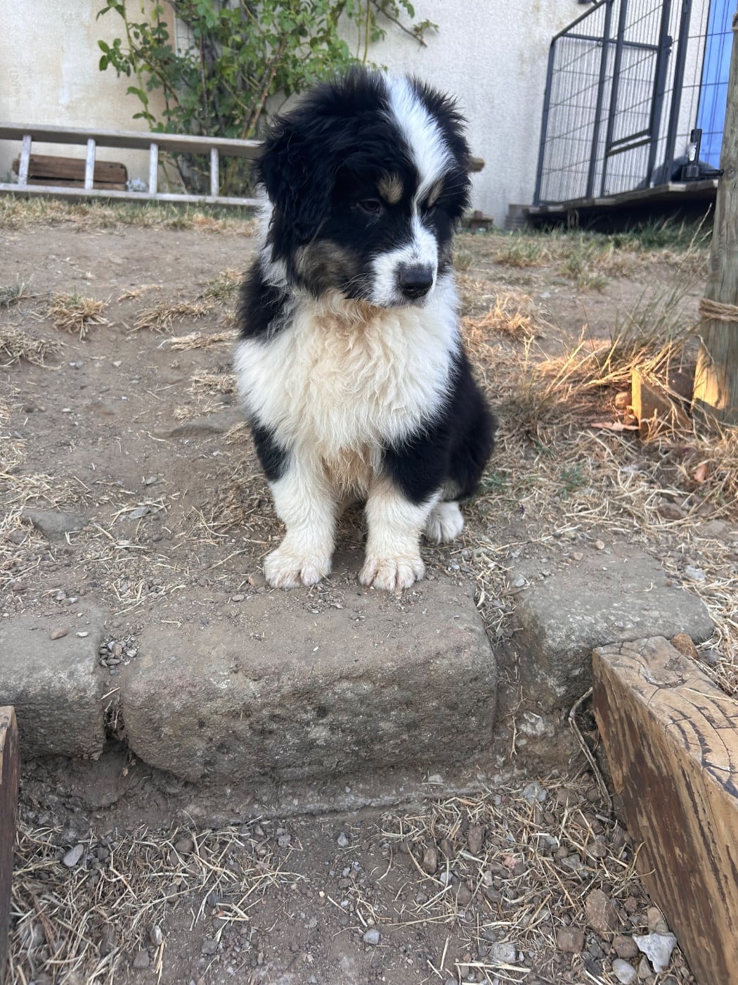 BALTO