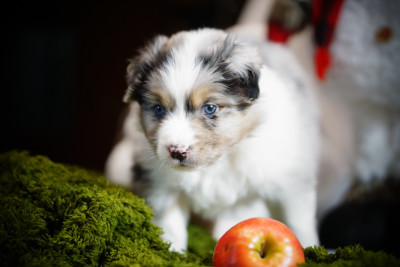 Les chiots de Berger Australien