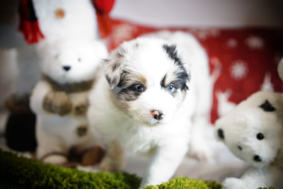 Les chiots de Berger Australien