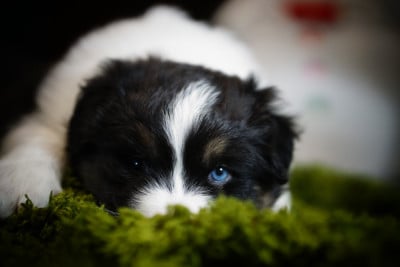 Les chiots de Berger Australien