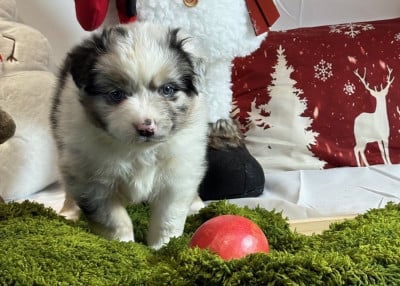 Les chiots de Berger Australien