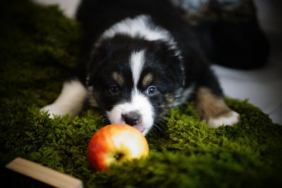 Les chiots de Berger Australien
