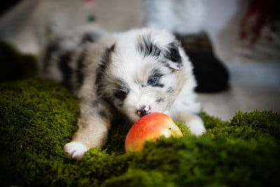 Les chiots de Berger Australien