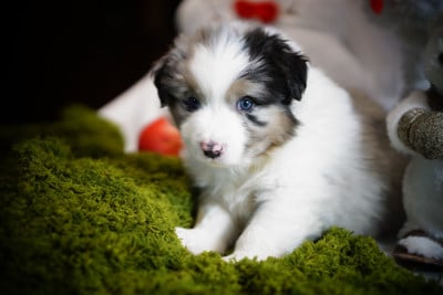Les chiots de Berger Australien