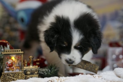 Les chiots de Berger Australien