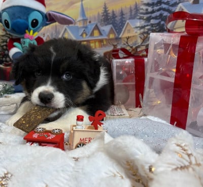 Les chiots de Berger Australien