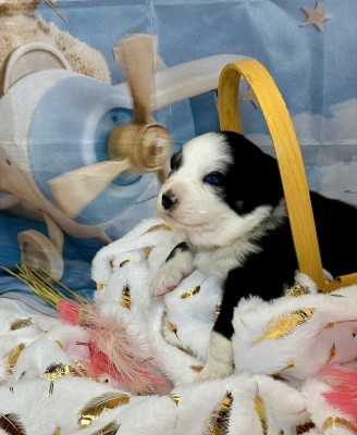 Les chiots de Berger Australien