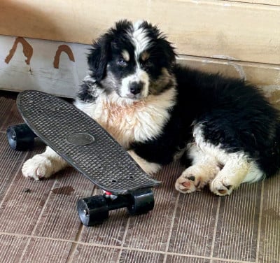 Les chiots de Berger Australien