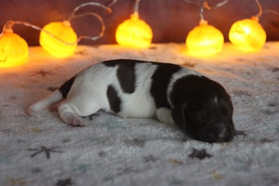 Les chiots de Petit Epagneul de Münster