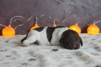 Les chiots de Petit Epagneul de Münster