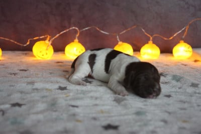 Les chiots de Petit Epagneul de Münster