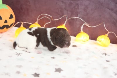 Les chiots de Petit Epagneul de Münster