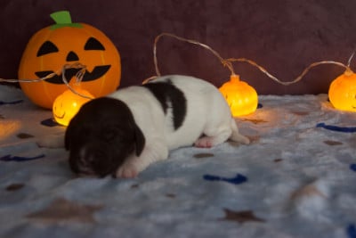 Les chiots de Petit Epagneul de Münster
