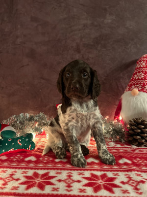 Les chiots de Petit Epagneul de Münster