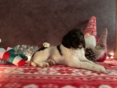 Les chiots de Petit Epagneul de Münster
