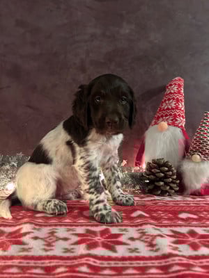 Les chiots de Petit Epagneul de Münster