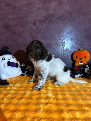 Les chiots de Petit Epagneul de Münster