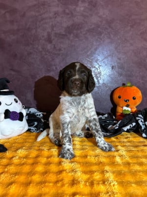Les chiots de Petit Epagneul de Münster