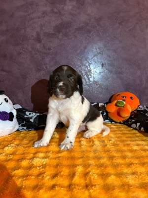 Les chiots de Petit Epagneul de Münster