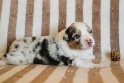 Les chiots de Berger Australien